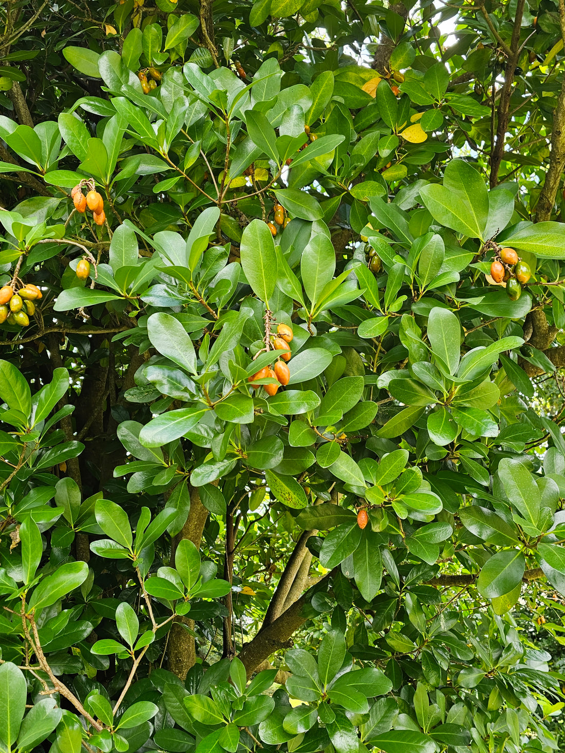 ⚠️ Karaka Berries ⚠️