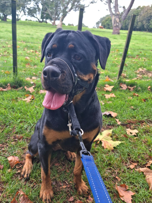 Out exploring the park today