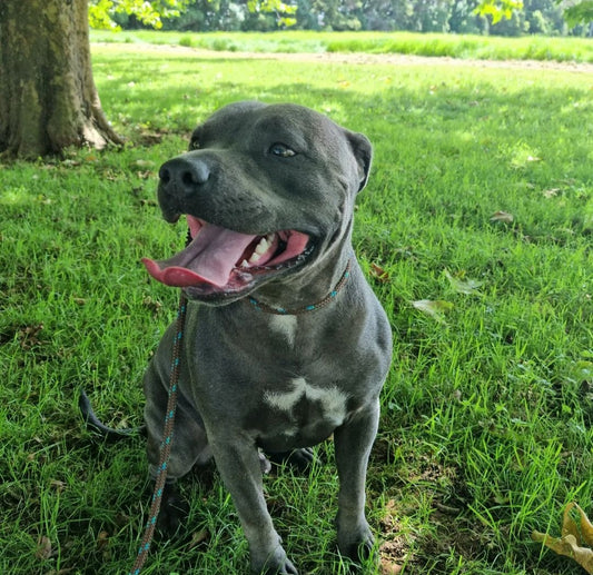 🐾 Joey 🐾 great time exploring with this beautiful boy