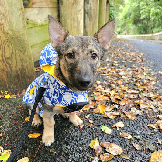 Puppy Visit/Doggy Drop In - 1 Hour