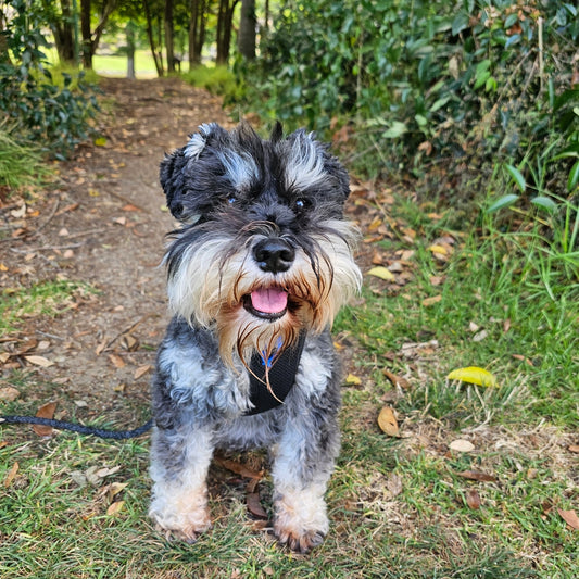 One on One Dog Walking - 30 Minutes