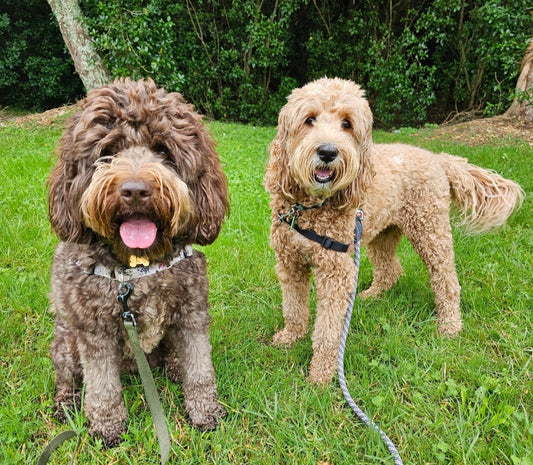 Group Adventure Dog Walk