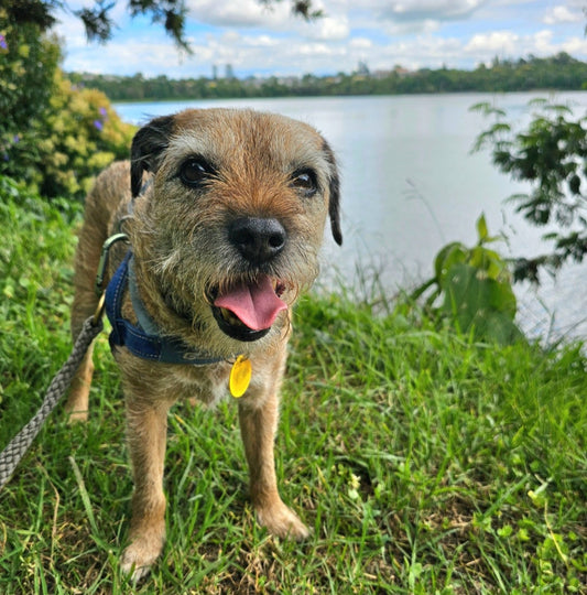 One-on-One Dog Walking - 1 Hour