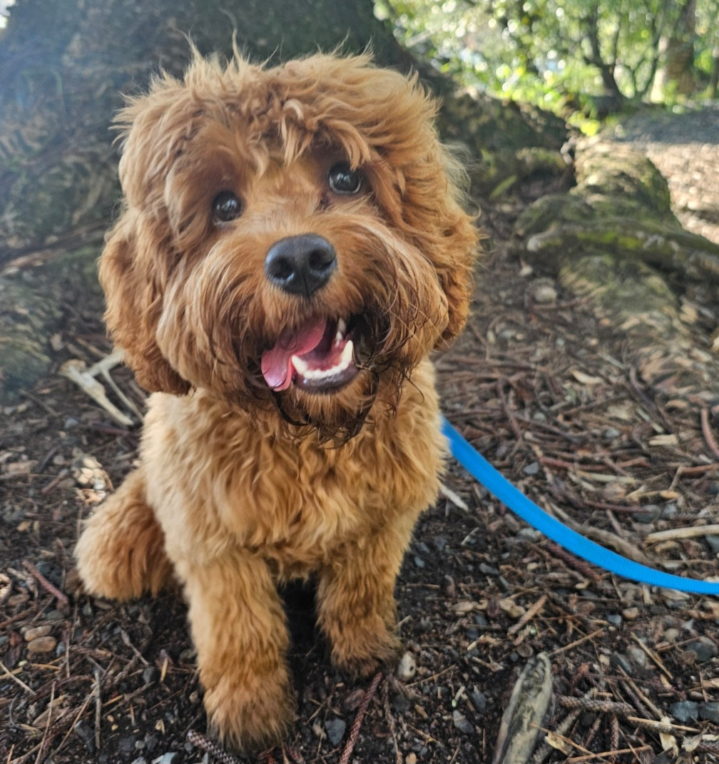 Puppy Visit/Doggy Drop In -30 minutes