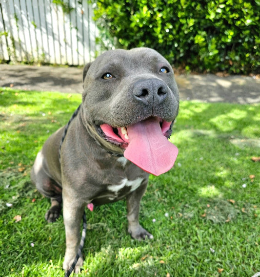 One-on One Dog Walking - 45 Minutes