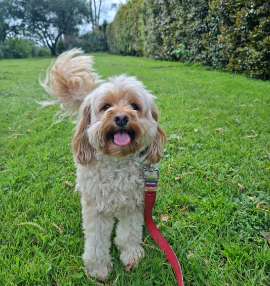 Puppy Visit/ Doggy Drop In - 45 Minutes