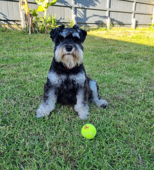 Dog walking doggy daycare Auckland
