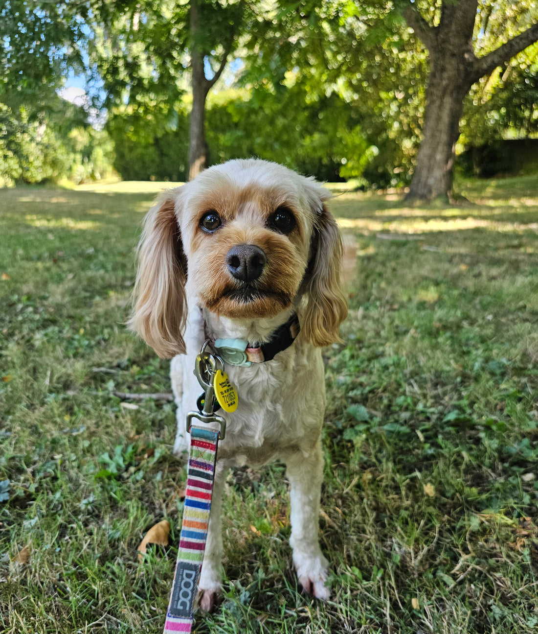 Park Hangs