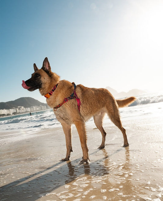 New Zee.dog x Farm Rio Collection!