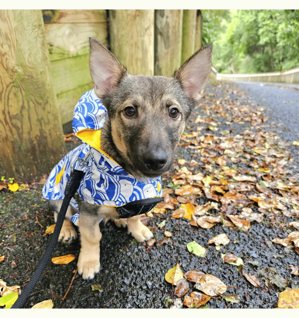 The Companion Visit (60 Mins)