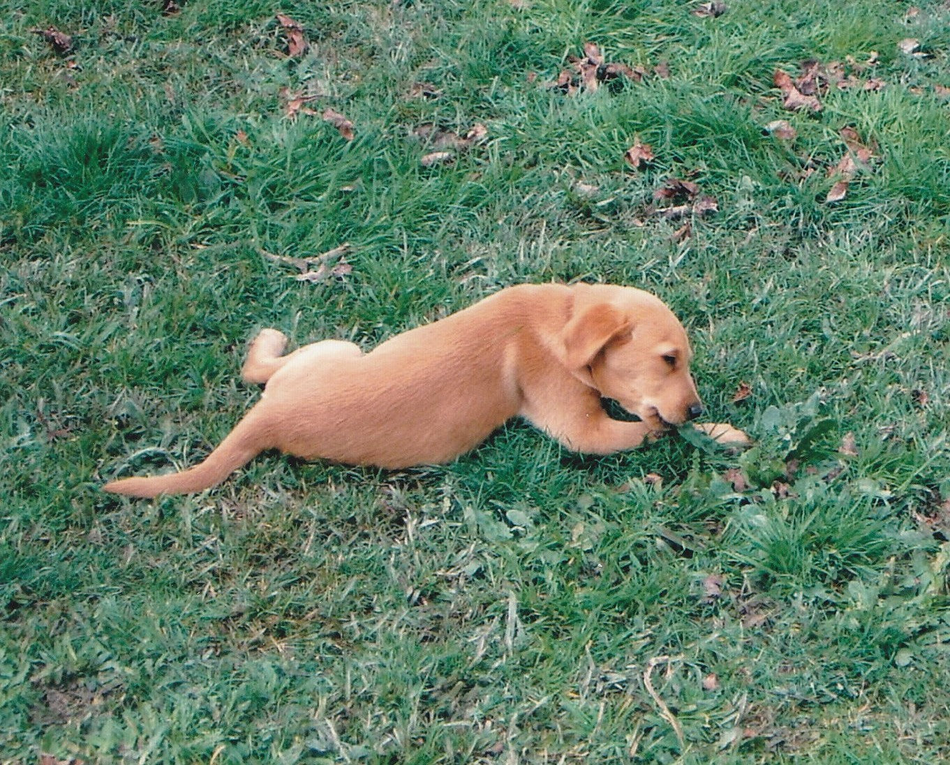 dog walking doggy daycare pet sitting auckland